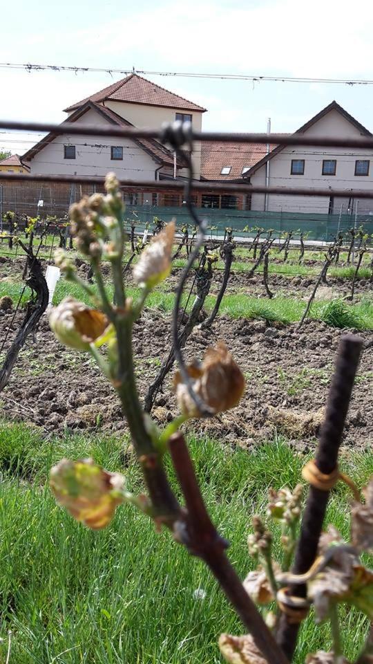 Penzion Kosik Tvrdonice Exterior photo